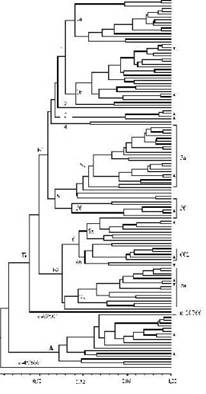      Triticum spelta L.   