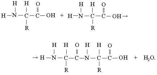 Белки Белки