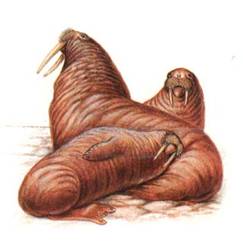 Атлантический морж Атлантический морж