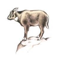 Амурский горал Амурский горал