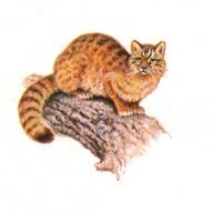 Амурский лесной кот Амурский лесной кот