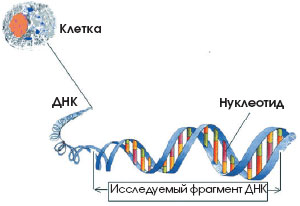Генетическая история человечества Генетическая история человечества