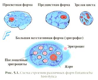 Патогенные простейшие Патогенные простейшие