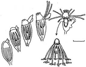      tubularia larynx (leptolida, tubulariidae)