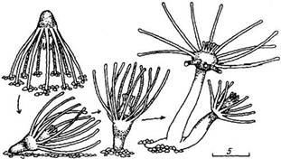      tubularia larynx (leptolida, tubulariidae)