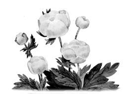 Купальницы Купальницы