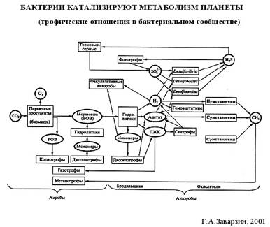 Биогеохимические циклы Биогеохимические циклы