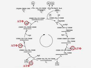 Биогеохимические циклы Биогеохимические циклы
