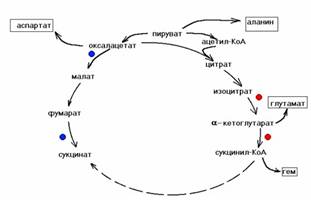 Биогеохимические циклы Биогеохимические циклы