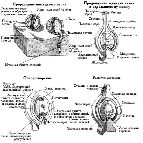 Размножение цветковых растений Размножение цветковых растений
