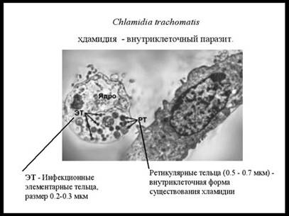 Симбионты и паразиты человека Симбионты и паразиты человека