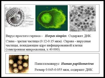 Симбионты и паразиты человека Симбионты и паразиты человека