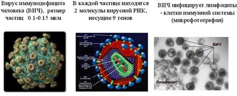 Симбионты и паразиты человека Симбионты и паразиты человека
