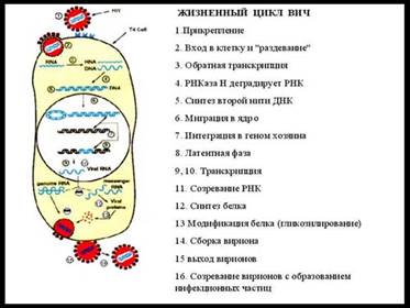 Симбионты и паразиты человека Симбионты и паразиты человека