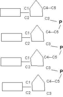 Нуклеиновые кислоты Нуклеиновые кислоты