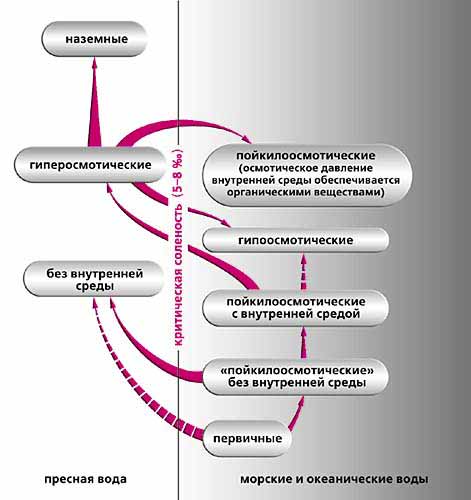 Уровни гомеостаза Уровни гомеостаза