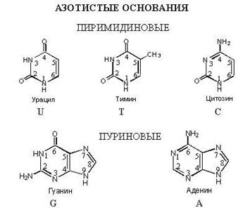 Нуклеотиды Нуклеотиды