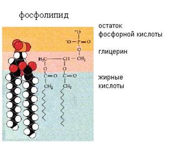 Нуклеотиды Нуклеотиды