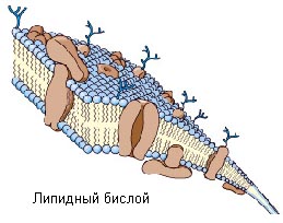 Нуклеотиды Нуклеотиды