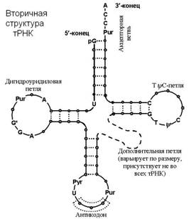 Нуклеотиды Нуклеотиды
