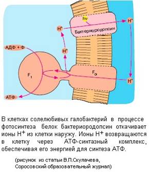 Молекулярные машины Молекулярные машины