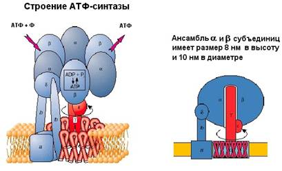 Молекулярные машины Молекулярные машины
