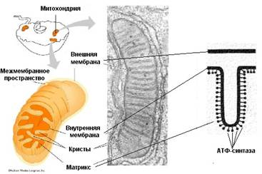 Молекулярные машины Молекулярные машины