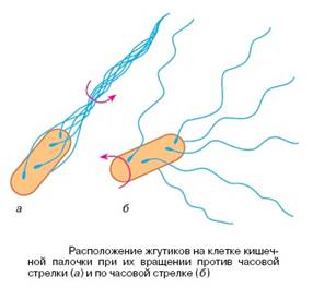 Молекулярные машины Молекулярные машины