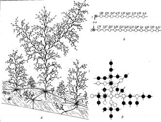     obelia longissima