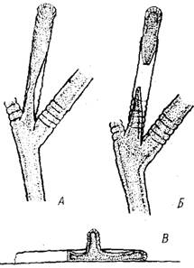     obelia longissima