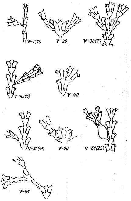       dynamena pumila     