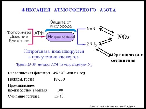 Фотосинтез и азотфиксация Фотосинтез и азотфиксация