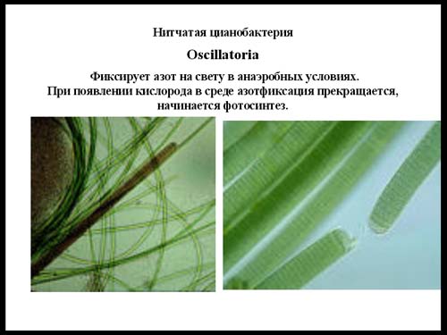 Фотосинтез и азотфиксация Фотосинтез и азотфиксация