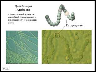 Фотосинтез и азотфиксация Фотосинтез и азотфиксация