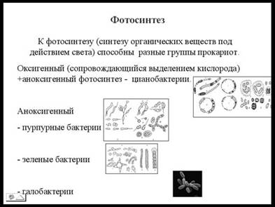Фотосинтез и азотфиксация Фотосинтез и азотфиксация