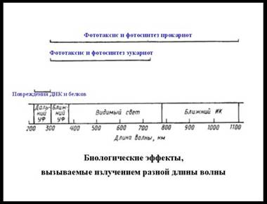 Фотосинтез и азотфиксация Фотосинтез и азотфиксация