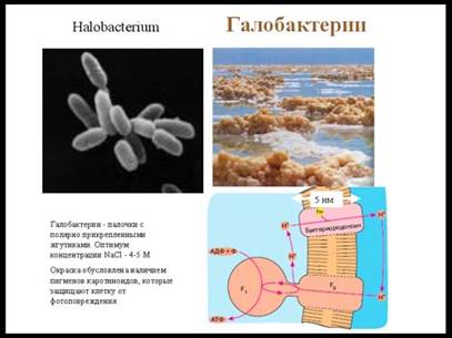 Фотосинтез и азотфиксация Фотосинтез и азотфиксация