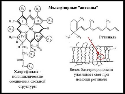 Фотосинтез и азотфиксация Фотосинтез и азотфиксация