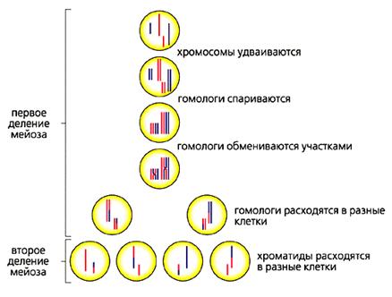 Генетическая рекомбинация в свете эволюции Генетическая рекомбинация в свете эволюции