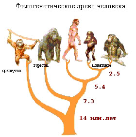Основные этапы развития биосферы на Земле Основные этапы развития биосферы на Земле