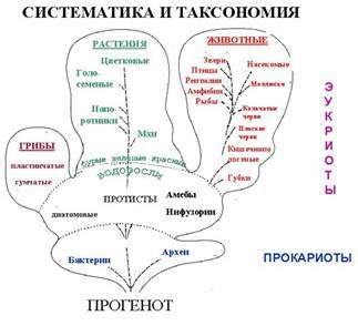 Основные этапы развития биосферы на Земле Основные этапы развития биосферы на Земле