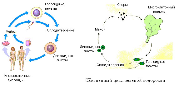 Основные этапы развития биосферы на Земле Основные этапы развития биосферы на Земле