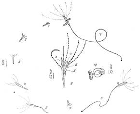         moeris1a maeotica