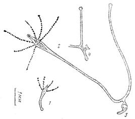         moeris1a maeotica