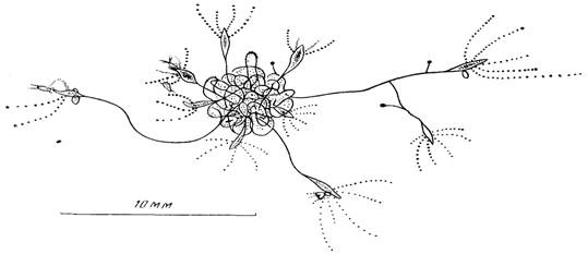         moeris1a maeotica