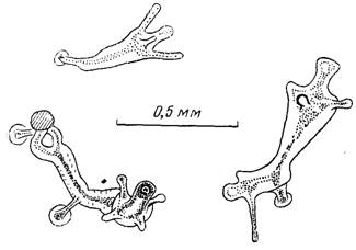         moeris1a maeotica