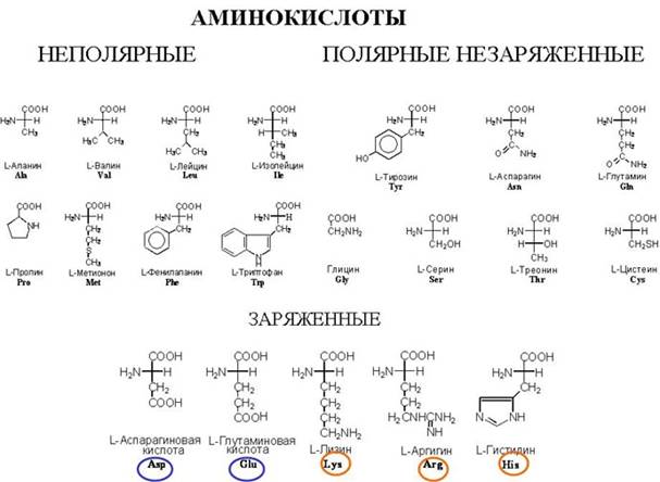 Реферат: Коровье бешенство