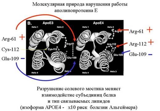 Белки Белки