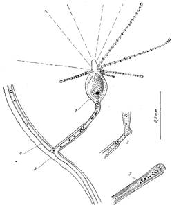 Морфофункциональный анализ стелющейся колонии у гидроидов на примере cordylophora inkermanica marfenin Морфофункциональный анализ стелющейся колонии у гидроидов на примере cordylophora inkermanica marfenin
