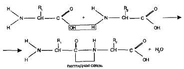 Белки Белки